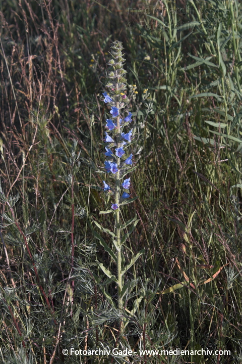 Gewöhnlicher Natternkopf. Echium vulgare
21.  Juni 2005. Mecklenburg-Vorpommern, Carwitz. Flora. Pflanzen. Wildpflanzen. Gewöhnlicher Natternkopf  (Echium vulgare).   Borretschgewächse (Boraginaceae)
Schlüsselwörter: 2005;Blume;Blüte;Flora;Gewöhnliche Natternkopf;Mecklenburg-Vorpommern;Nattternkopf;Pflanzen;plants;Rauhblattgewächse;Stolze Heinrich;Strauch;Sträuche