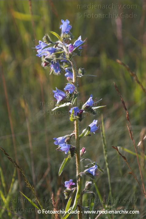 Pflanzen. Gewöhnlicher Natterkopf
20.  Juni 2005. Mecklenburg-Vorpommern, Carwitz.  Flora. Pflanzen. Blumen. Raublattgewächse. Borretschgewächse. Gewöhnlicher Natterkopf   (Echium vulgare)
Schlüsselwörter: 2005;Blume;Blüte;Borretschgewächse;Echium vulgare;Flora;Gewöhnlicher Natterkopf;Mecklenburg-Vorpommern;Natterkopf;Pflanzen;plants;Raublattgewächse