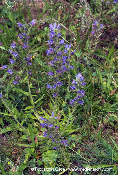 Natternkopf. Echium vulgare
26.  6. 2007. Mecklenburg-Vorpommern. Carwitz. Flora. Pflanzen. Blüten. Natternkopf (Echium vulgare).   Borretschgewächse (Boraginaceae).
Schlüsselwörter: 2007;Blüte;Carwitz;Flora;Mecklenburg-Vorpommern;Natur;Pflanzen;plants