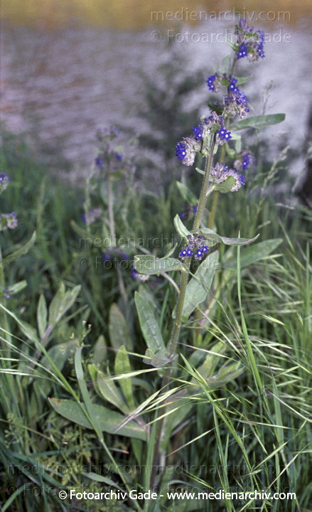 Gewöhnliche Ochsenzunge. Anchusa officinalis
15.  Mai 2002. Berlin. Flora. Pflanzen. Gewöhnliche Ochsenzunge (Anchusa officinalis).   Borretschgewächse (Boraginaceae).
Schlüsselwörter: 2002;Anchusa officinalis;Berlin;Blüte;Flora;Gewöhnliche Ochsenzunge;Natur;Pflanzen;plants