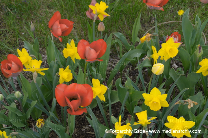 Gelbe Narzisse. Osterglocke (Narcissus pseudonarcissus) Tulpen (Tulipa)
13. 4. 2014. Berlin. Wedding. Kleingartenkolonie Plötzensee. Flora. Pflanzen. Gelbe Narzisse. Osterglocke (Narcissus pseudonarcissus) Tulpen (Tulipa)
Schlüsselwörter: 2014;Berlin;Blüte;Flora;Frühling;Germany;Narcissus pseudonarcissus;Narzisse;Osterglocke;Pflanzen;Plötzensee;Tulipa;Tulpen