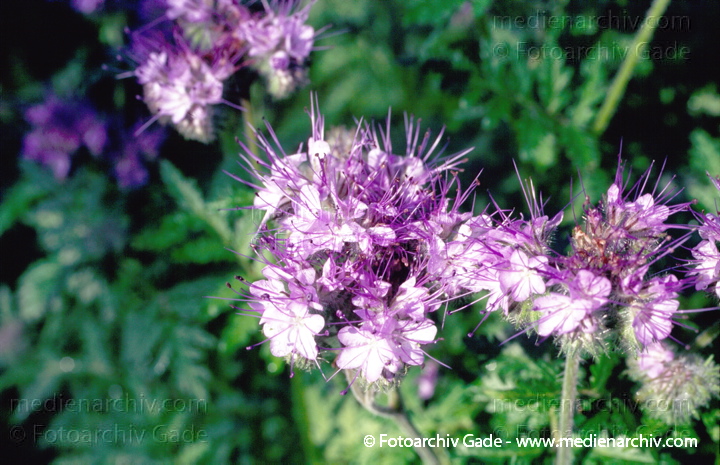 Phacelia. Bienenweide. Bienenfreund. Büschelschön. Büschelblume
Juni 1997.  Flora. Pflanzen. Blumen. Phacelia. Bienenweide. Bienenfreund. Büschelschön. Büschelblume
Schlüsselwörter: 1997;Bienenfreund;Bienenweide;Blüte;Büschelblume;Büschelschön;Flora;Hydrophylloideae;Natur;Pflanzen;Phacelia;plants;Wasserblattgewächse