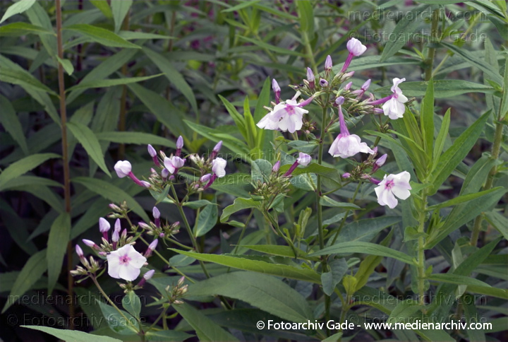 Phlox. Phlox paniculata spec.
22.  6. 2007. Mecklenburg-Vorpommern. Carwitz. Flora. Pflanzen. Blüten. Phlox (Phlox paniculata spec.).   Sperrkrautgewächse (Polemoniaceae).
Schlüsselwörter: 2007;Blüte;Carwitz;Flora;Mecklenburg-Vorpommern;Natur;Pflanzen;Phlox;Phlox paniculata spec.;plants