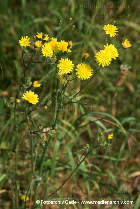 Pippau (Crepis)
3.  7. 2010. Mecklenburg-Vorpommern. Carwitz. Flora. Pflanzen. Pippau (Crepis)
Schlüsselwörter: 2010;Carwitz;Crepis;Feldberger Seenlandschaft;Flora;Mecklenburg-Vorpommern;Natur;Pflanzen;Pippau;plants