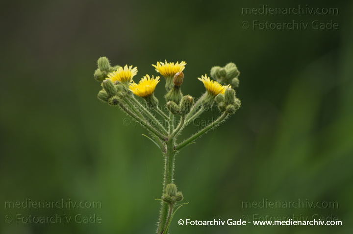 Pippau (Crepis)
15.  7. 2012. Berlin.  Flora. Pflanzen. Pippau (Crepis)
Schlüsselwörter: 2012;Berlin;Crepis;Flora;Natur;Pflanzen;Pippau;plants