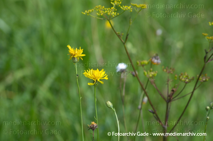 Pippau (Crepis)
28.  7. 2012. Brandenburg. Vehlefanz. Flora. Pflanzen. Pippau (Crepis) gelbe Blüten
Schlüsselwörter: 2012;Blüte;Brandenburg;Crepis;Flora;Natur;Pflanzen;Pippau;plants;Vehlefanz