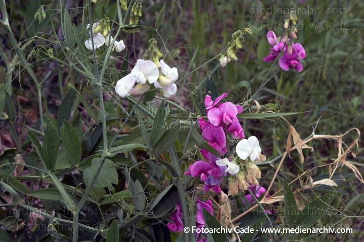 Breitblättrige Platterbse. Lathyrus latifolius
17.  6. 2007. Berlin. Flora. Pflanzen. Breitblättrige Platterbse (Lathyrus latifolius).   Schmetterlingsblütler (Fabaceae).
Schlüsselwörter: 2007;Flora;Knollen-Platterbse;Lathyrus tuberosus;Natur;Pflanzen;plants