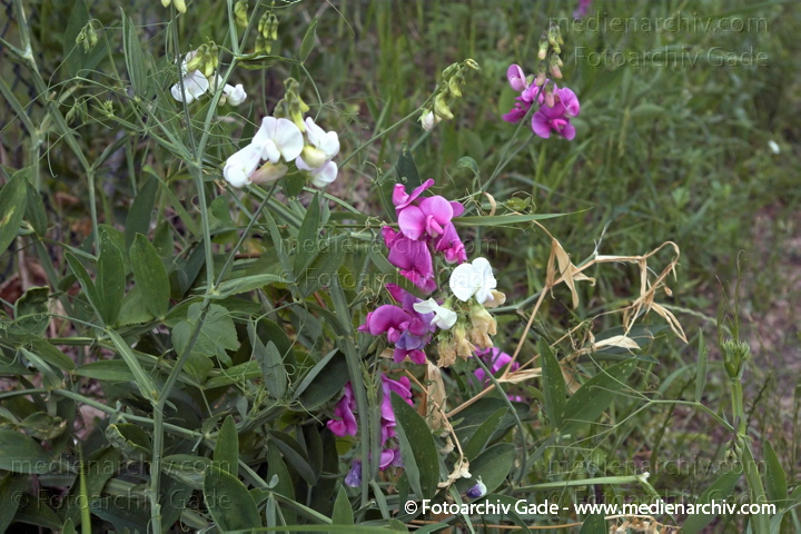 Breitblättrige Platterbse. Lathyrus latifolius
17.  6. 2007. Berlin. Flora. Pflanzen. Breitblättrige Platterbse (Lathyrus latifolius).   Schmetterlingsblütler (Fabaceae).
Schlüsselwörter: 2007;Flora;Knollen-Platterbse;Lathyrus tuberosus;Natur;Pflanzen;plants