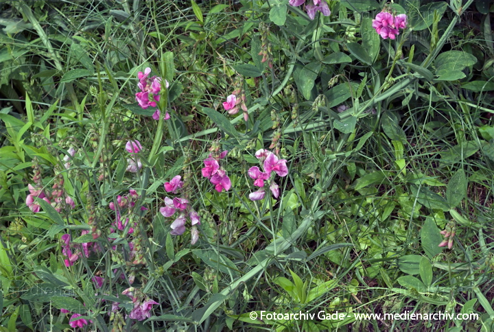 Breitblättrige Platterbse. Lathyrus latifolius
22.  6. 2007. Mecklenburg-Vorpommern. Carwitz. Flora. Pflanzen. Breitblättrige Platterbse (Lathyrus latifolius).   Schmetterlingsblütler (Fabaceae).
Schlüsselwörter: 2007;Blüte;Flora;Knollen-Platterbse;Natur;Pflanzen;plants