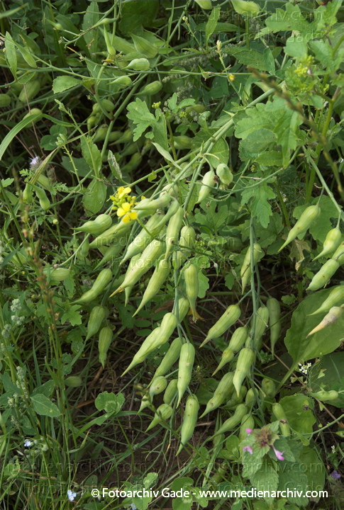 Garten-Rettich (Raphanus sativus)
6.  9. 2008. Brandenburg. Bei Funkenhgen. Flora. Pflanzen. Garten-Rettich (Raphanus sativus) mit Schoten
Schlüsselwörter: 2008;Brandenburg;Flora;Garten-Rettich;Kulturrettich;Natur;Pflanzen;plants;Radischen;Raphanus sativus;Schoten
