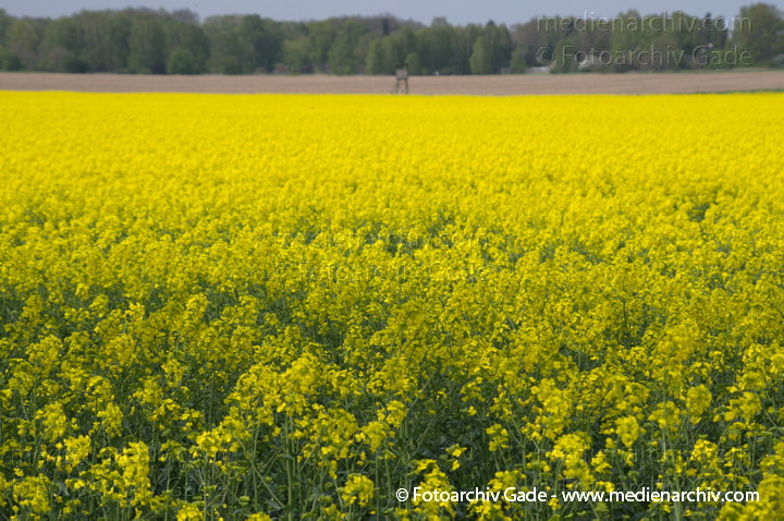 Brandenburg. Blühendes Rapsfeld bei Schwante
22. 4. 2014.  Brandenburg. Blühendes Rapsfeld bei Schwante. (Brassica napus)
Schlüsselwörter: 2014;Blüte;Brandenburg;Brassica napus;Flora;gelb;Landwirtschaft;Pflanzen;Rapsfeld;Rhinluch;Schwante