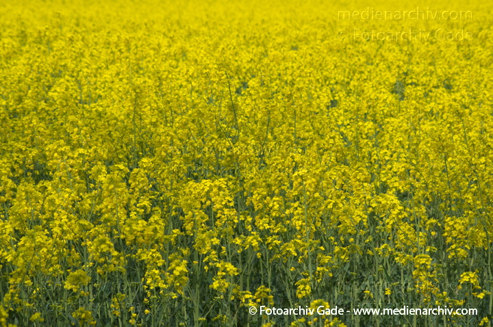 Brandenburg. Blühendes Rapsfeld bei Schwante
22. 4. 2014.  Brandenburg. Blühendes Rapsfeld bei Schwante. (Brassica napus)
Schlüsselwörter: 2014;Blüte;Brandenburg;Brassica napus;Flora;gelb;Landwirtschaft;Pflanzen;Rapsfeld;Rhinluch;Schwante