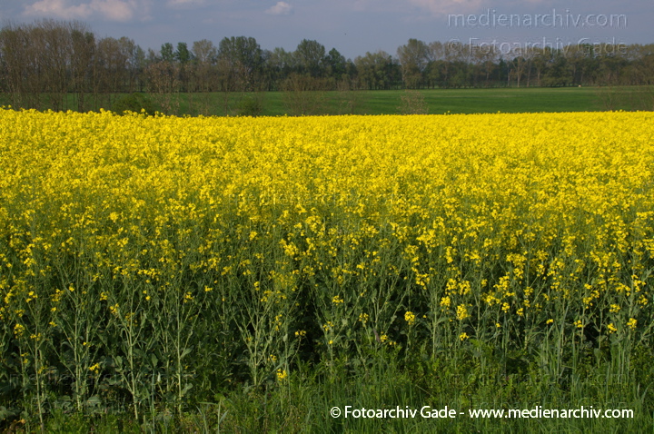 Blühendes Rapsfeld. Gelbe Blüten
26. 4. 2014.  Brandenburg. Linum. Flora. Pflanzen. Blühendes Rapsfeld. Gelbe Blüten. (Brassica napus) Kreuzblütengewächs (Brassicaceae)
Schlüsselwörter: 2014;Baum;Blüte;Brassica napus;Brassicaceae;Bäume;Flora;gelb;Kreuzblütengewächs;Linum;Obstbaum;Pflanzen;Raps;Rapsfeld