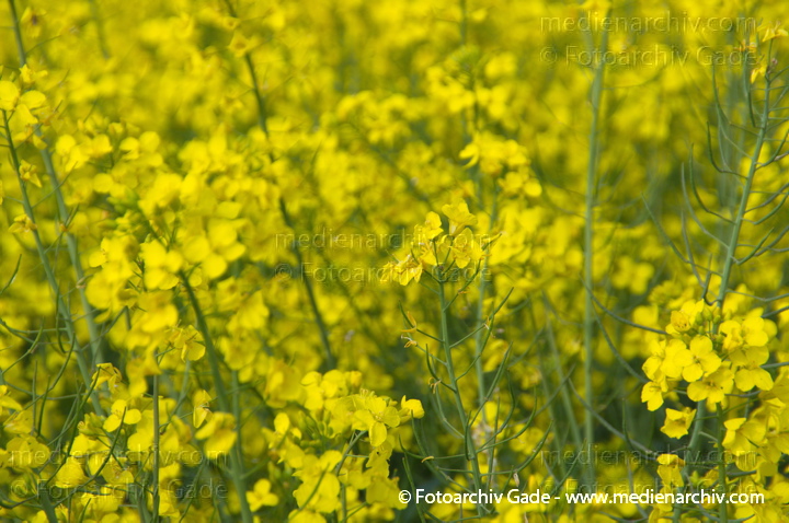 Blühendes Rapsfeld. Gelbe Blüten
26. 4. 2014.  Brandenburg. Linum. Flora. Pflanzen. Blühendes Rapsfeld. Gelbe Blüten. (Brassica napus) Kreuzblütengewächs (Brassicaceae)
Schlüsselwörter: 2014;Baum;Blüte;Brassica napus;Brassicaceae;Bäume;Flora;gelb;Kreuzblütengewächs;Linum;Obstbaum;Pflanzen;Raps;Rapsfeld