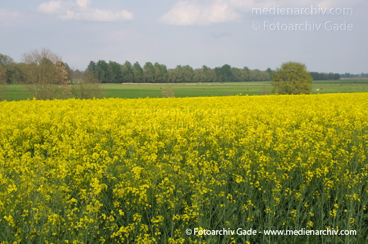 Blühendes Rapsfeld. Gelbe Blüten
26. 4. 2014.  Brandenburg. Linum. Flora. Pflanzen. Blühendes Rapsfeld. Gelbe Blüten. (Brassica napus) Kreuzblütengewächs (Brassicaceae)
Schlüsselwörter: 2014;Baum;Blüte;Brassica napus;Brassicaceae;Bäume;Flora;gelb;Kreuzblütengewächs;Linum;Obstbaum;Pflanzen;Raps;Rapsfeld