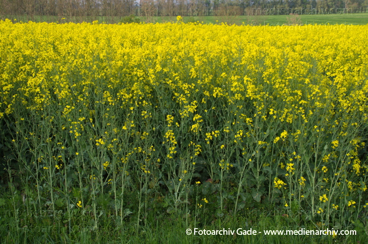 Blühendes Rapsfeld. Gelbe Blüten
26. 4. 2014.  Brandenburg. Linum. Flora. Pflanzen. Blühendes Rapsfeld. Gelbe Blüten. (Brassica napus) Kreuzblütengewächs (Brassicaceae)
Schlüsselwörter: 2014;Baum;Blüte;Brassica napus;Brassicaceae;Bäume;Flora;gelb;Kreuzblütengewächs;Linum;Obstbaum;Pflanzen;Raps;Rapsfeld