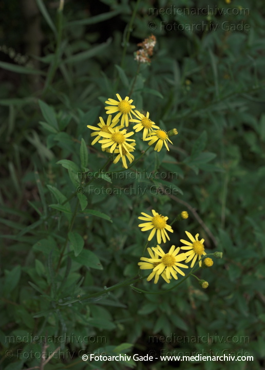 Raukenblättrige Greiskraut. Senecio erucifolius
2009.  Flora. Pflanzen. Raukenblättrige Greiskraut. Senecio erucifolius
Schlüsselwörter: 2009;Berlin;Flora;Greiskraut;Natur;Pflanzen;plants;Raukenblättrige Greiskraut;Senecio erucifolius;Wedding