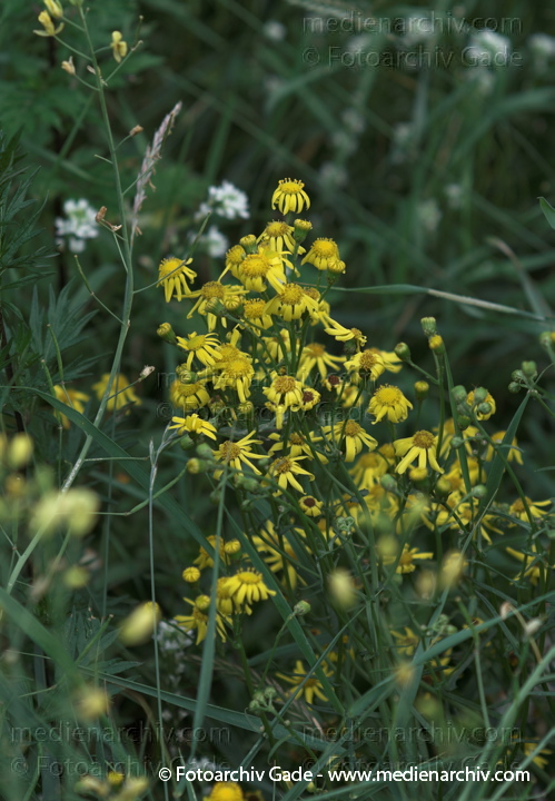 Raukenblättrige Greiskraut. Senecio erucifolius
2009.  Flora. Pflanzen. Raukenblättrige Greiskraut. Senecio erucifolius
Schlüsselwörter: 2009;Berlin;Flora;Greiskraut;Natur;Pflanzen;plants;Raukenblättrige Greiskraut;Senecio erucifolius;Wedding