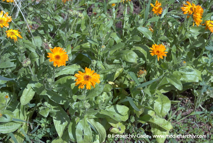 Ringelblume (Calendula officinalis)
22.  6. 2007. Mecklenburg-Vorpommern. Carwitz. Flora. Pflanzen. Blüten. Garten-Ringelblume (Calendula officinalis).   Korbblütler (Asteraceae).
Schlüsselwörter: 2007;Blüte;Calendula officinalis;Carwitz;Flora;Mecklenburg-Vorpommern;Natur;Pflanzen;plants;Ringelblume