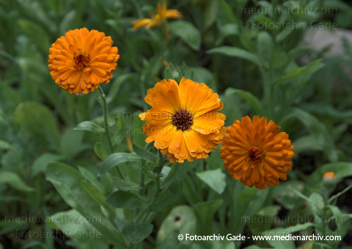 Ringelblume (Calendula officinalis)
11.  7. 2009. Niedersachsen. Hemmoor. Flora. Pflanzen. Ringelblume (Calendula officinalis)
Schlüsselwörter: 2009;Calendula officinalis;Flora;Hemmoor;Natur;Niedersachsen;Pflanzen;plants;Ringelblume