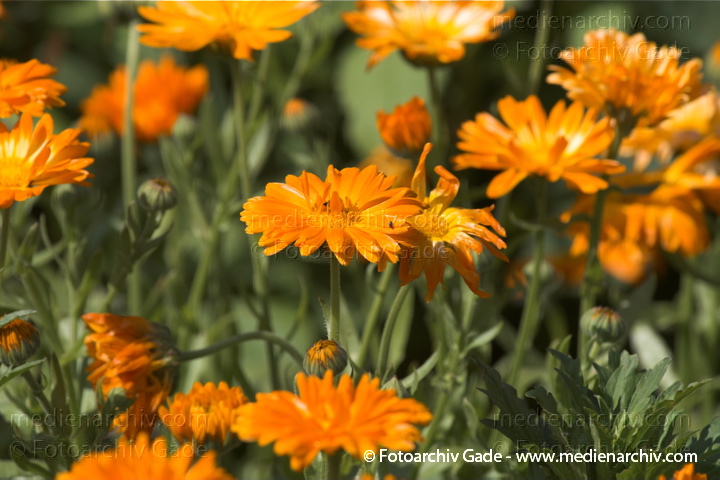 Ringelblume (Calendula officinalis)
5.  7. 2011. Mecklenburg-Vorpommern. Carwitz. Flora. Pflanzen. Ringelblume (Calendula officinalis)
Schlüsselwörter: 2011;Blüte;Calendula officinalis;Carwitz;Flora;Mecklenburg-Vorpommern;Natur;Pflanzen;plants;Ringelblume