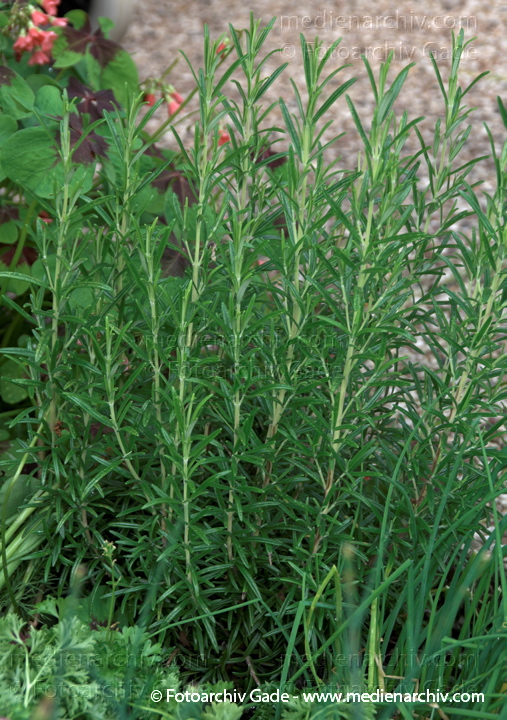 Rosmarin (Rosmarinus officinalis)
2009.  Flora. Pflanzen. Rosmarin (Rosmarinus officinalis)
Schlüsselwörter: 2009;Flora;Natur;Pflanzen;plants;Rosmarin;Rosmarinus officinalis