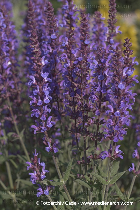 Salbei (Salvia officinalis)
25.  Juni 2005. Hemmoor. Pflanzen.  Pflanze. Flora. Strauch. Blüten. Lippenblütler.
Salbei (Salvia officinalis)
Schlüsselwörter: 2005;Blüte;Deutschland;Echter Salbei;Flora;GewürzPflanzen;Heilpflanze;Labiatae;Lippenblütler;Natur;Pflanze;Pflanzen;plants;Salbei;Salvia officialis;Strauch;Sträucher