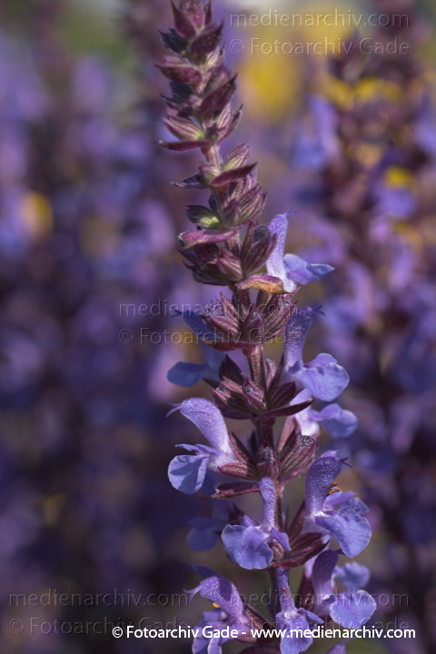 Salbei (Salvia officinalis)
25.  Juni 2005. Hemmoor. Pflanzen.  Pflanze. Flora. Strauch. Blüten. Lippenblütler
Salbei (Salvia officinalis) Blüte
Schlüsselwörter: 2005;Blüte;Deutschland;Echter Salbei;Flora;GewürzPflanzen;Heilpflanze;Labiatae;Lippenblütler;Natur;Pflanze;Pflanzen;plants;Salbei;Salvia officialis;Strauch;Sträucher