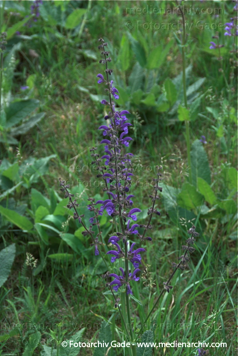 Salbei (Salvia)
16.  5. 2009. Berlin. Berlin-Mitte. Wedding. Flora. Pflanzen. Blüten. Salbei (Salvia)
Schlüsselwörter: 2009;Berlin;Blüte;Flora;Natur;Pflanzen;plants;Salbei;Salvia
