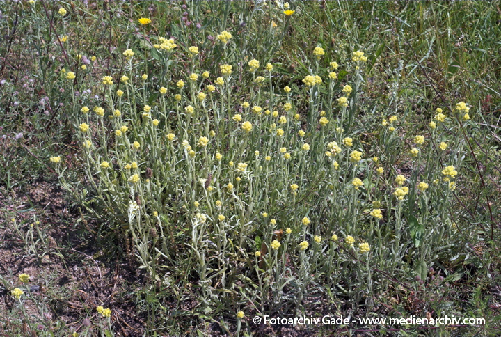 Blüten. Sand-Strohblume. Helichrysum arenarium. Korbblütler. Asteraceae.
26.  6. 2007. Mecklenburg-Vorpommern. Carwitz. Flora Pflanzen. Blüten. Sand-Strohblume (Helichrysum arenarium). Korbblütler (Asteraceae).
Schlüsselwörter: 2007;Blüte;Carwitz;Flora;Mecklenburg-Vorpommern;Natur;Pflanzen;plants