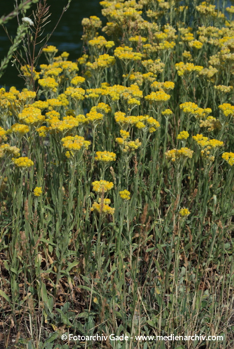 Sand Strohblume. Helichrysum arenarium
21.  7. 2007. Berlin. Flora. Pflanzen. Sand Strohblume. Helichrysum arenarium
Schlüsselwörter: 2007;Berlin;Flora;Gelbe Blüte;Helichrysum arenarium;Natur;Pflanzen;plants;Sand-Strohblume