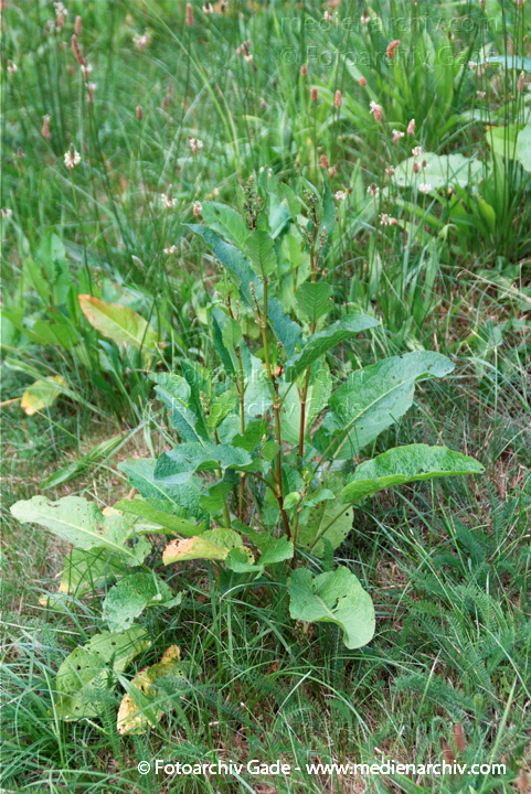 Wiesen-Sauerampfer. Rumex acetoss
6.  7. 2010. Mecklenburg-Vorpommern. Carwitz. Flora. Pflanzen. Wiesen-Sauerampfer (Rumex acetosa)
Schlüsselwörter: 2010;Carwitz;Feldberger Seenlandschaft;Flora;Mecklenburg-Vorpommern;Natur;Pflanzen;plants;Rumex acetosa;Sauerampfer