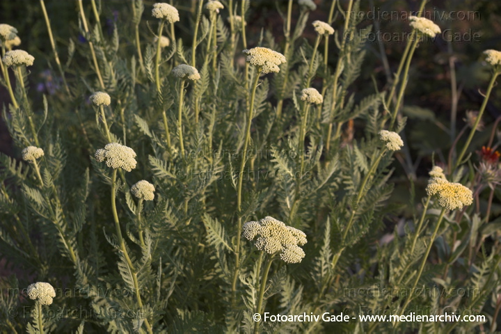 Schafgarben. Achilles
21. 6. 2006. Mecklenburg-Vorpommern. Carwitz. Flora. Pflanzen. Gelbe Schafgarbe
(Achillea filipendulina Gold Plate). Korbblütler (Asteraceae)
Schlüsselwörter: 2006;Achillea;Achillea filipendulina;Flora;Mecklenburg-Vorpommern;Natur;Pflanzen;plants;Schafgarben Schafgarben. Achilles
21. 6. 2006. Mecklenburg-Vorpommern. Carwitz. Flora. Pflanzen. Gelbe Schafgarbe
(Achillea filipendulina Gold Plate). Korbblütler (Asteraceae)
Schlüsselwörter: 2006;Achillea;Achillea filipendulina;Flora;Mecklenburg-Vorpommern;Natur;Pflanzen;plants;Schafgarben