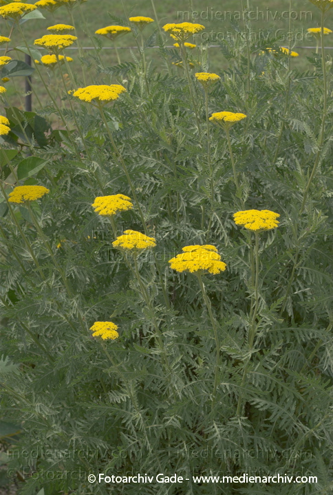 Schafgarben. Achilles
22.  6. 2007. Mecklenburg-Vorpommern. Carwitz. Flora. Pflanzen. Blüten. Gelbe Schafgarbe (Achillea filipendulina Gold Plate).   Korbblütler (Asteraceae).
Schlüsselwörter: 2007;Achillea;Achillea filipendulina;Blüte;Carwitz;Flora;Mecklenburg-Vorpommern;Natur;Pflanzen;plants;Schafgarben