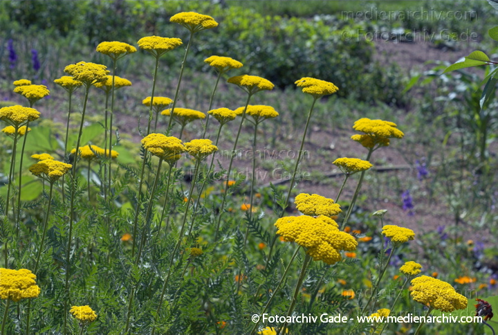 Schafgarben. Achilles
26.  6. 2007. Mecklenburg-Vorpommern. Carwitz. Flora. Pflanzen. Blüten. Gelbe Schafgarbe (Achillea filipendulina Gold Plate). Korbblütler (Asteraceae).
Schlüsselwörter: 2007;Achillea;Blüte;Carwitz;Flora;Mecklenburg-Vorpommern;Natur;Pflanzen;plants;Schafgarben