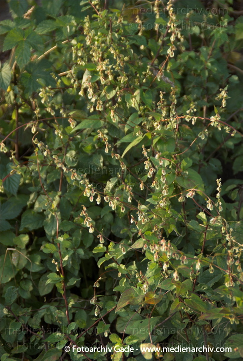 Schlingknöterich (Fallopia baldschuanica)
7.  9. 2008. Carwitz. Flora. Pflanzen. Schlingknöterich (Fallopia baldschuanica)
Schlüsselwörter: 2008;Carwitz;Fallopia baldschuanica;Flora;Garten;Mecklenburg-Vorpommern;Natur;Pflanzen;plants;Schlingknöterich