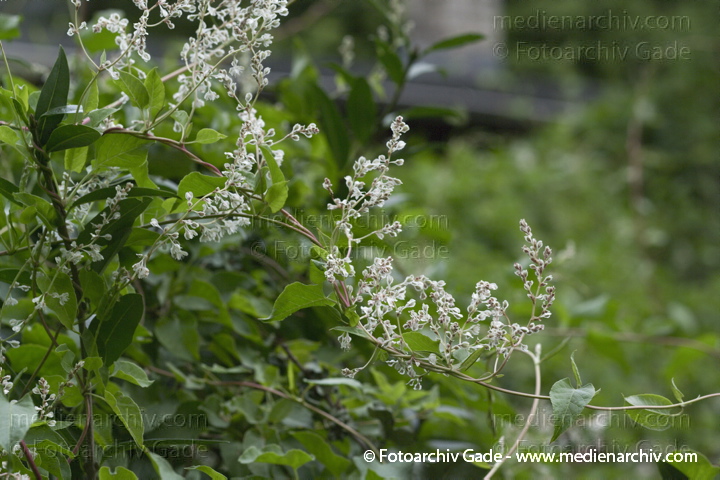 Schlingknöterich (Fallopia baldschuanica)
18.  9. 2010. Berlin. Flora. Pflanzen. Schlingknöterich (Fallopia baldschuanica)
Schlüsselwörter: 2010;Berlin;Fallopia baldschuanica;Flora;Natur;Pflanzen;plants;Rehberge;Schlingknöterich;Wedding