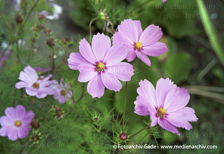 "August  Blumen.
 Schmuckkörbchen. Kosmee Cosmea Cosmos
 "
August 2001.  Flora Pflanze Blumen.
 Schmuckkörbchen (Kosmee Cosmea Cosmos)
 Winterharte im Sommer und Herbst blühende einjährige Pflanze und Staude mit Wurzelknollen.
Schlüsselwörter: 2001;Blumen;Cosmea;Flora;Kosmee;Natur;Pflanzen;plants;Schmuckkörbchen