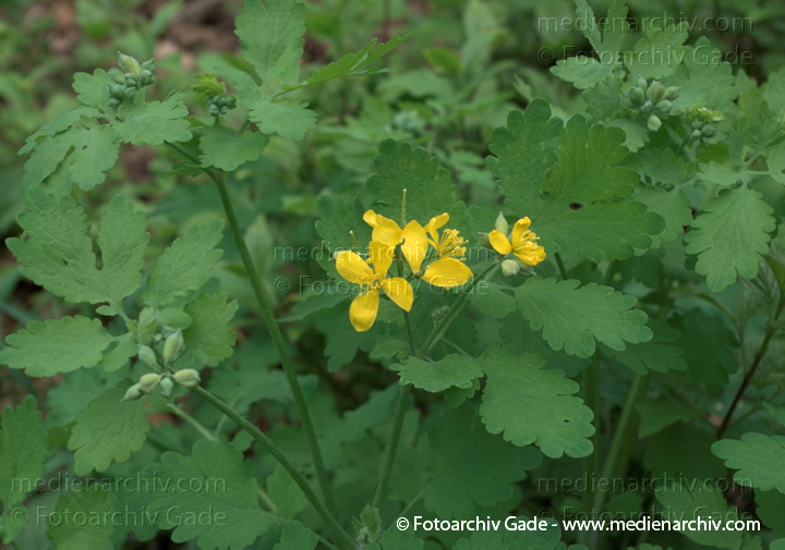 Schöllkraut. Chelidonium majus
18.  4. 2009. Berlin. Flora Pflanzen. Schöllkraut (Chelidonium majus) Gattung: Chelidonium. Mohngewächse (Papaveraceae). Gelbe Blüten.
Schlüsselwörter: 2009;Berlin;Chelidonium majus;Flora;Natur;Pflanzen;plants;Schöllkraut