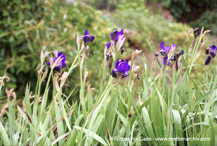 Schwertlilien (Iris)
28.  Februar 2002. Spanien. Andalusien. Flora Pflanzen. Blumen. Iris (Iris chamaeiris). Blüte: März - April. Bevorzugt trockenen Boden. Vorkommen: Südeuropa. Schwertlilie
Schlüsselwörter: 2002;Andalusien;Flora;Iris;Pflanzen;plants;Spanien