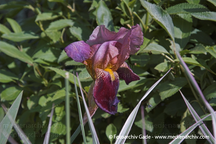 Schwertlilien (Iris)
20.  Juni 2005. Mecklenburg-Vorpommern. Carwitz. Flora Pflanzen. Kräuter Halbsträuche Schwertliliengewächse. Sibirische Schwertlilie (Iris sibirica)
Schlüsselwörter: 2005;Blüte;Flora;Gift;Halbstrauch;HalbSträucher;Iris sibirica;Kräuter;Mecklenburg-Vorpommern;Pflanzen;plants;Schwertliliengewächse;Sibirische Schwertlilie;Strauch;Sträuche