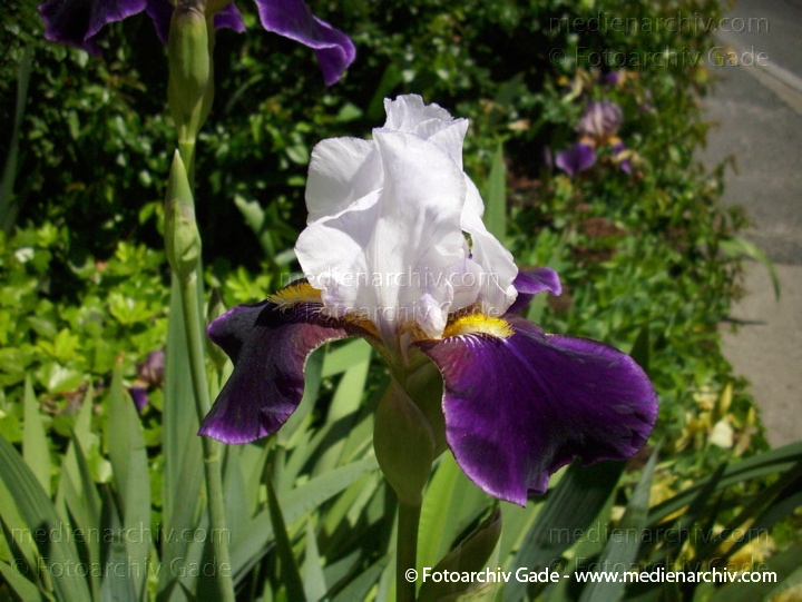 Schwertlilien (Iris)
4.  6. 2010. Berlin. Flora. Pflanzen.  Schwertlilie. Iris
Schlüsselwörter: 2010;Berlin;Flora;Iris;Natur;Pflanzen;plants;Schwertlilie