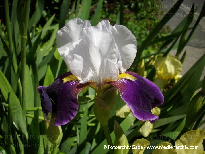Schwertlilien (Iris)
4.  6. 2010. Berlin. Flora. Pflanzen.  Schwertlilie. Iris
Schlüsselwörter: 2010;Berlin;Flora;Iris;Natur;Pflanzen;plants;Schwertlilie