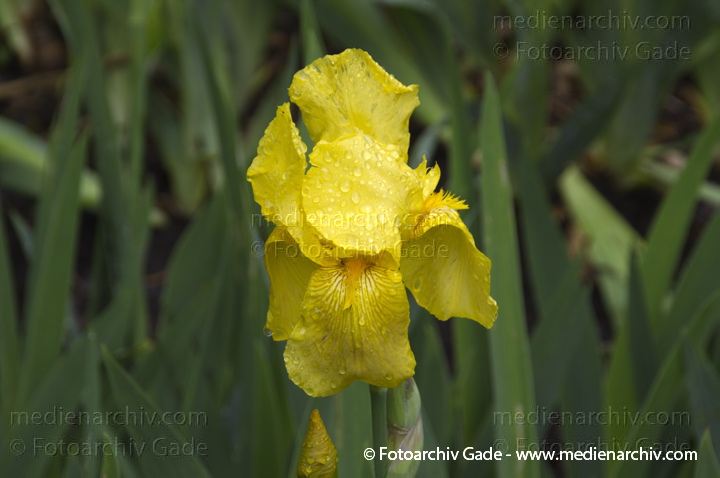 Schwertlilien (Iris)
26.  5. 2013. Berlin. Flora. Pflanzen. Schwertlilien (Iris) Blüten
Schlüsselwörter: 2013;Berlin;Blüte;Flora;Iris;Pflanzen;plants;Schwertlilie