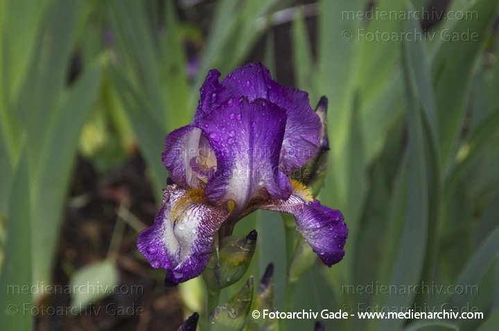 Schwertlilien (Iris)
26.  5. 2013. Berlin. Flora. Pflanzen. Schwertlilien (Iris) Blüten
Schlüsselwörter: 2013;Berlin;Blüte;Flora;Iris;Pflanzen;plants;Schwertlilie