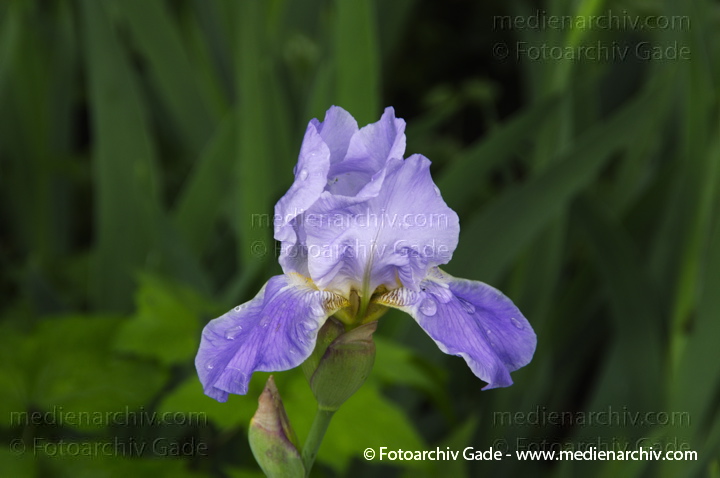 Schwertlilien (Iris)
26.  5. 2013. Berlin. Flora. Pflanzen. Schwertlilien (Iris) Blüten
Schlüsselwörter: 2013;Berlin;Blüte;Flora;Iris;Pflanzen;plants;Schwertlilie
