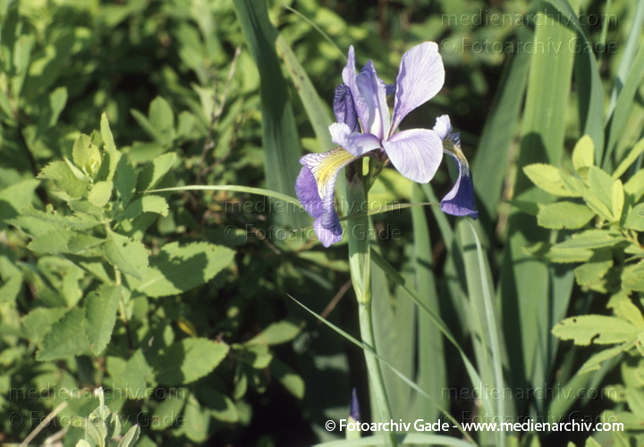 Schwertlilien (Iris)
1987.  Kanada. Flora Pflanzen. Kräuter Halbsträuche Schwertliliengewächse. Sibirische Schwertlilie (Iris sibirica)
Schlüsselwörter: 1987;Blüte;Flora;Gift;Halbstrauch;HalbSträucher;Iris sibirica;Kanada;Kräuter;Pflanzen;plants;Schwertliliengewächse;Sibirische Schwertlilie;Strauch;Sträuche