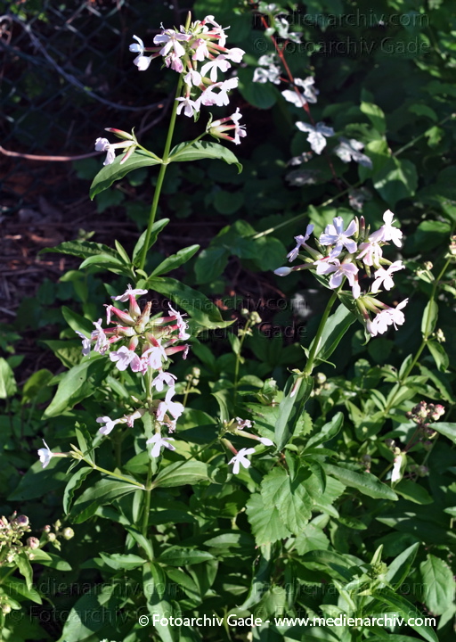 Gewöhnliches Seifenkraut. Saponaria officinalis
8.  7.2007. Berlin. Wedding - Park Rehberge. Flora. Pflanzen. Gewöhnliches Seifenkraut (Saponaria officinalis).  Nelkengewächse (Caryophyllaceae).
Schlüsselwörter: 2007;Berlin;Flora;Gewöhnliches Seifenkraut;Natur;Pflanzen;plants;Saponaria officinalis