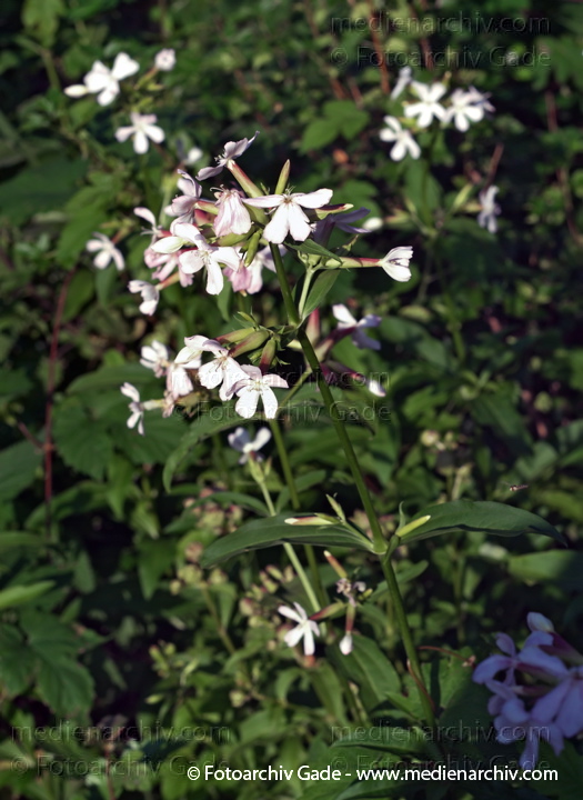 Gewöhnliches Seifenkraut. Saponaria officinalis
8.  7.2007. Berlin. Wedding - Park Rehberge. Flora. Pflanzen. Gewöhnliches Seifenkraut (Saponaria officinalis).  Nelkengewächse (Caryophyllaceae).
Schlüsselwörter: 2007;Berlin;Flora;Gewöhnliches Seifenkraut;Natur;Pflanzen;plants;Saponaria officinalis