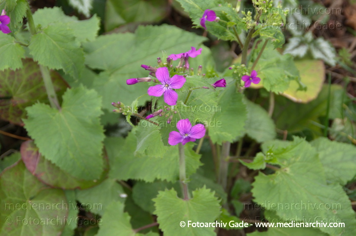 Garten-Silberblatt. Lunaria annua mit Blüten
5. 4. 2014. Berlin. Flora. Pflanzen. Garten-Silberblatt. Lunaria annua mit Blüten
Schlüsselwörter: 2014;Berlin;Blüte;Flora;Garten-Silberblatt;Germany;Lunaria annua;Pflanzen